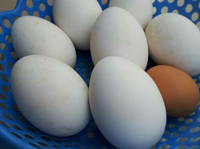 Manfaat Telur Angsa Yang Sangat Jarang Diketahui Oleh Banyak Orang